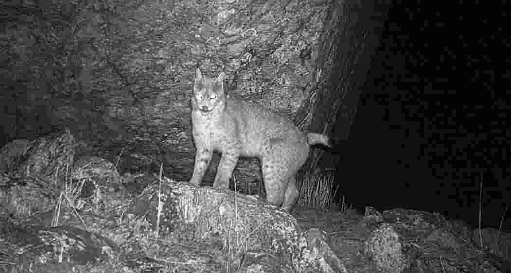 A camera trap captured the first-ever photograph of a Eurasian lynx in Sikkim's Tso Lhamo plateau, marking a milestone for wildlife conservation in the Eastern Himalayas. A camera trap captured the first-ever photograph of a Eurasian lynx in Sikkim's Tso Lhamo plateau, marking a milestone for wildlife conservation in the Eastern Himalayas.