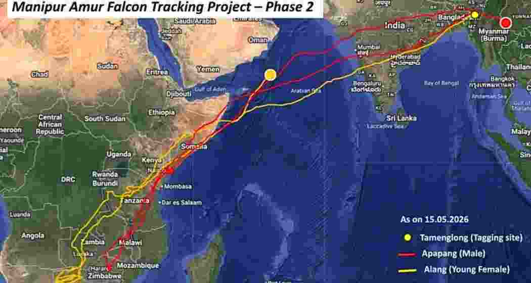 A map released by the Wildlife Institute of India showing the migration route of the Amur falcon. A map released by the Wildlife Institute of India showing the migration route of the Amur falcon.