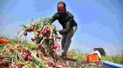 Govt’s subsidy drops onion prices in major cities Govt’s subsidy drops onion prices in major cities