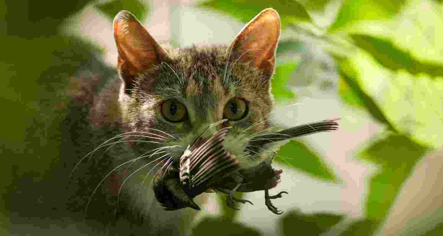 The pet threat: Can EU laws fix the biodiversity crisis The pet threat: Can EU laws fix the biodiversity crisis