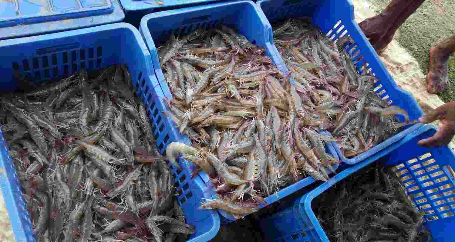 A report by India Ratings and Research (Ind-Ra) has predicted a decline of 12 per cent Y-O-Y in India’s shrimp exporters’ revenue in 2025-26 A report by India Ratings and Research (Ind-Ra) has predicted a decline of 12 per cent Y-O-Y in India’s shrimp exporters’ revenue in 2025-26