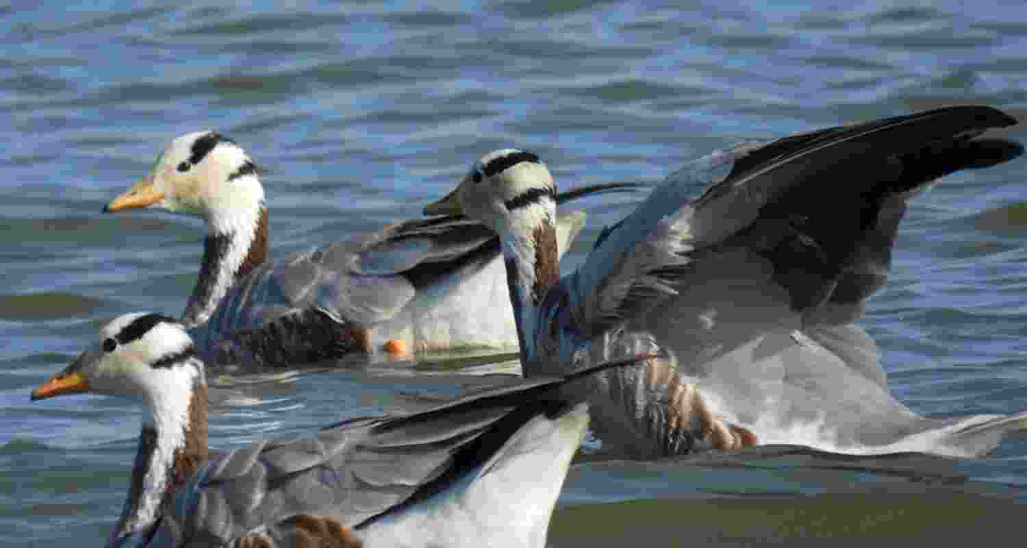 Tagged bar-headed geese from Bihar reach Tibet wetlands Tagged bar-headed geese from Bihar reach Tibet wetlands