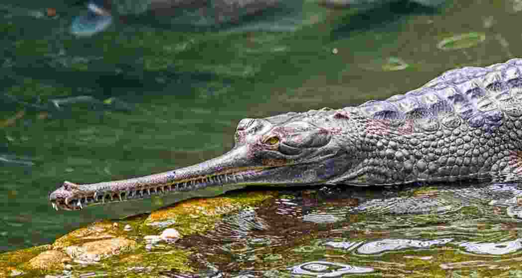 The rare sighting of the critically endangered reptile marks a significant conservation success and signals improving biodiversity in Assam’s river ecosystems. The rare sighting of the critically endangered reptile marks a significant conservation success and signals improving biodiversity in Assam’s river ecosystems.