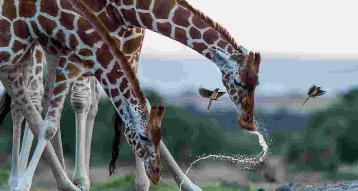 The long legs and neck of giraffes decoded The long legs and neck of giraffes decoded