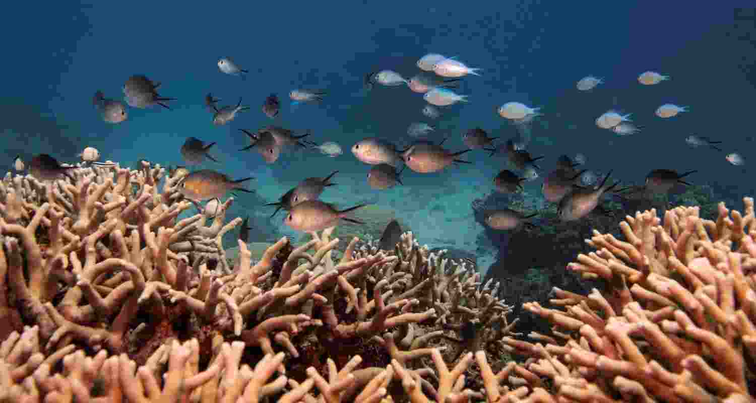 Reefs may survive thanks to heat-tolerant corals Reefs may survive thanks to heat-tolerant corals
