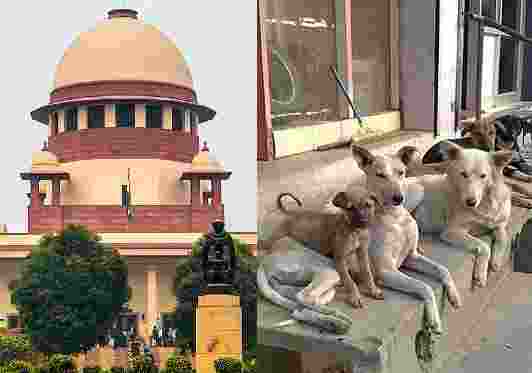 Animal rights groups' protest on June 13 against SC order Animal rights groups' protest on June 13 against SC order