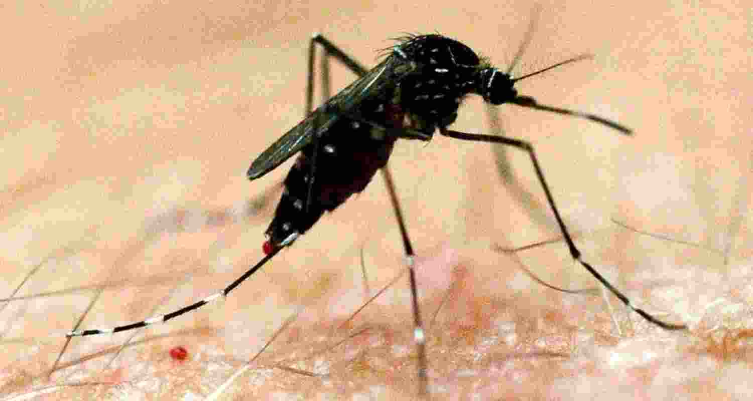 The vector born JE is transmitted by the bite of culex mosquito. The vector born JE is transmitted by the bite of culex mosquito.