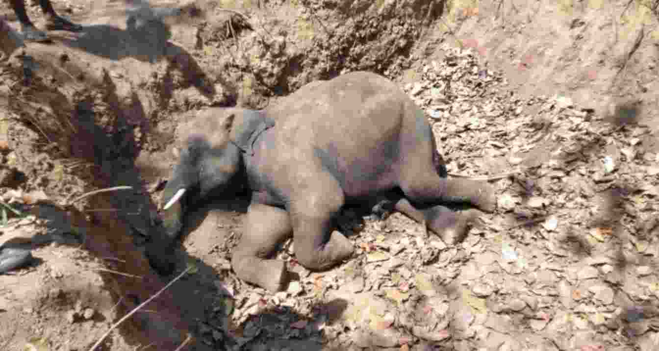 Elephant calf found dead in Naxalbari Elephant calf found dead in Naxalbari