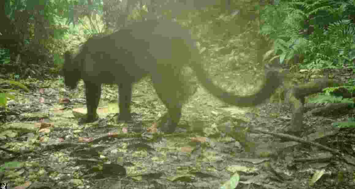 Black panther spotted for first time in Assam’s Dulung Reserve Forest Black panther spotted for first time in Assam’s Dulung Reserve Forest