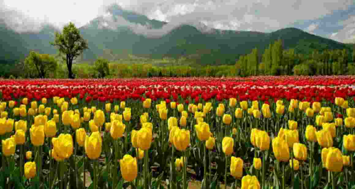 Tulip garden in Srinagar. Tulip garden in Srinagar.