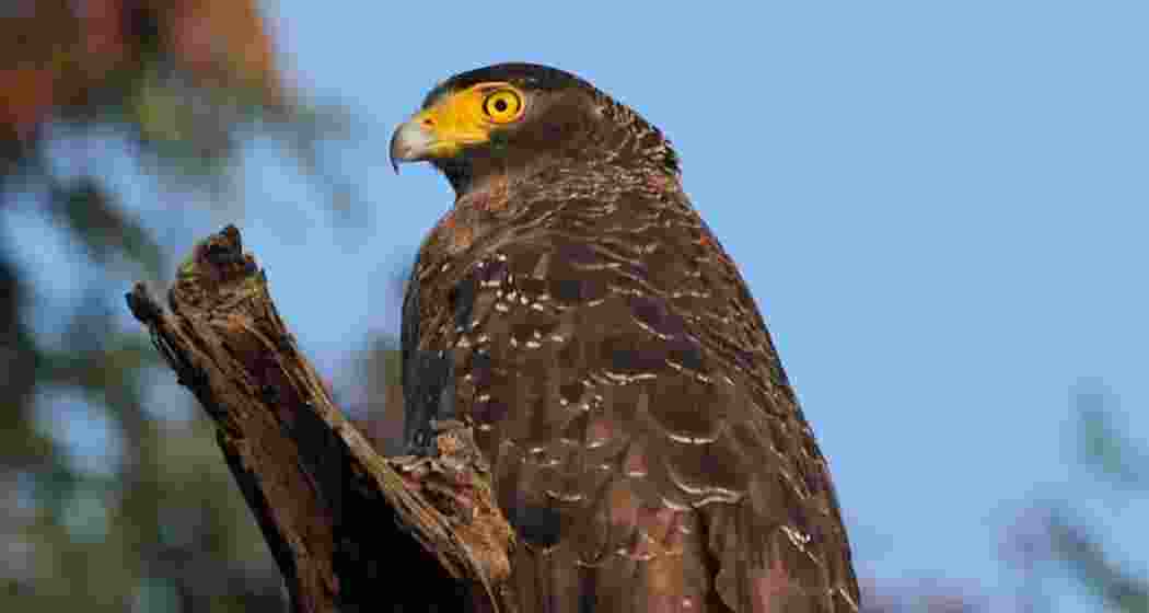 A Crested Serpent Eagle (Spilornis cheela), clicked in Kaziranga. Photo by Sankara Subramanian. A Crested Serpent Eagle (Spilornis cheela), clicked in Kaziranga. Photo by Sankara Subramanian.