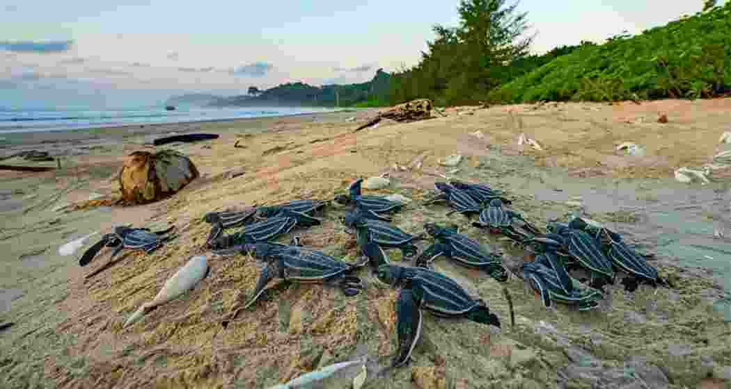 Leatherback turtles crawl along a beach in Great Nicobar, one of the last major nesting grounds for the ancient marine species that has survived since the Jurassic age. Leatherback turtles crawl along a beach in Great Nicobar, one of the last major nesting grounds for the ancient marine species that has survived since the Jurassic age.