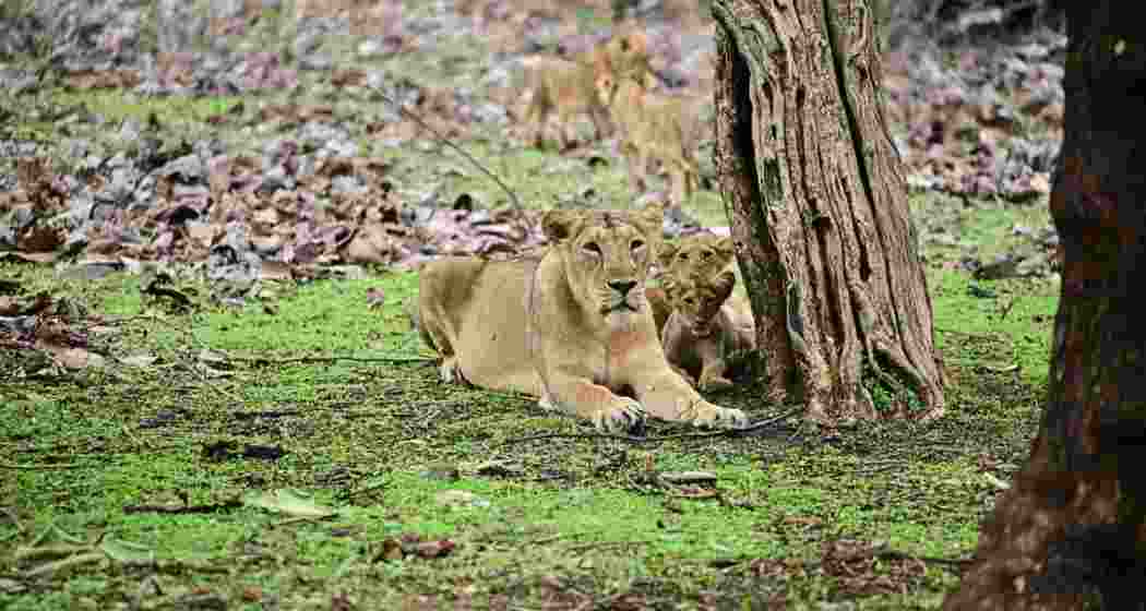 An Asiatic lioness with her cubs at Gir Sanctuary in Gujarat’s Bhavnagar district . (Photo Credit: Vijay Soneji) An Asiatic lioness with her cubs at Gir Sanctuary in Gujarat’s Bhavnagar district . (Photo Credit: Vijay Soneji)