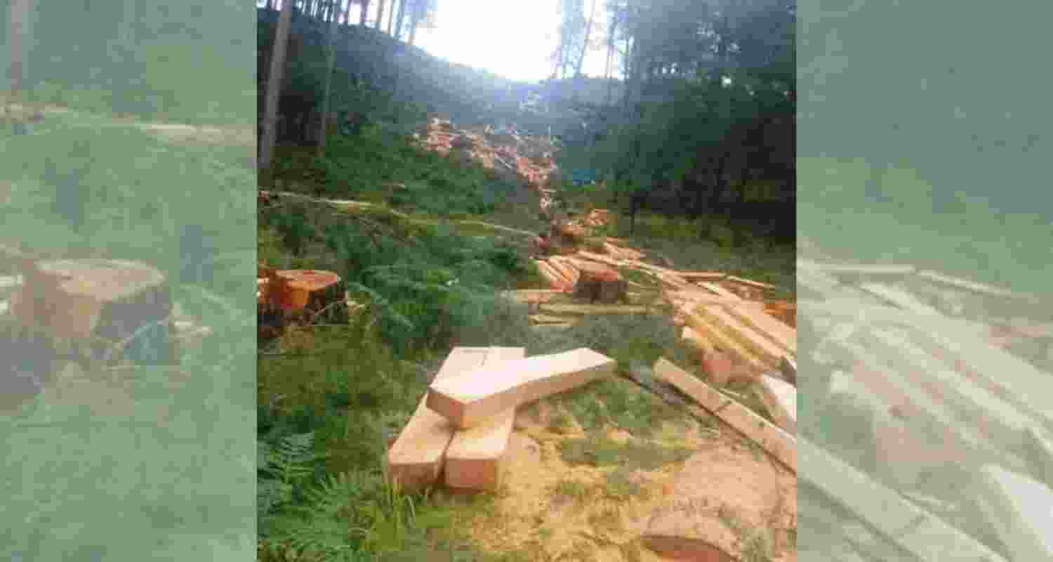 A large number of trees were felled in the region, raising environmental concerns. A large number of trees were felled in the region, raising environmental concerns.