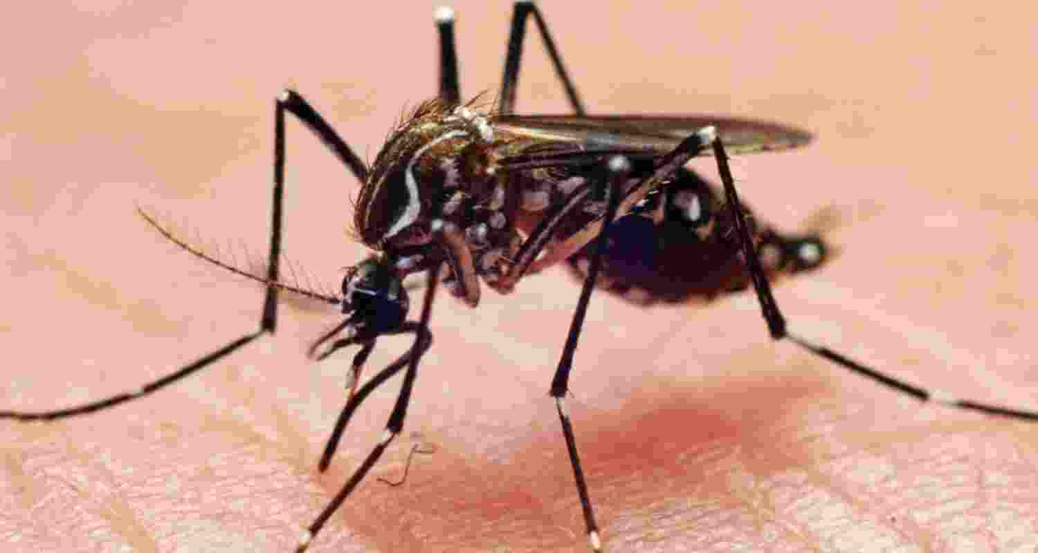 Jharkhand sounds Dengue, Chikungunya alert during monsoon Jharkhand sounds Dengue, Chikungunya alert during monsoon