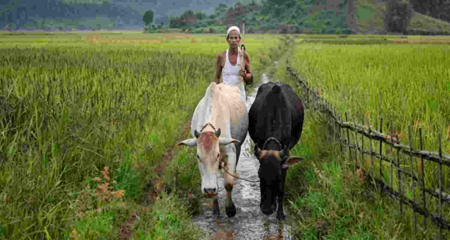 Maharashtra cabinet approved a farm loan waiver of up to Rs 2 lakh, benefiting nearly 56 lakh farmers ahead of the monsoon season. Maharashtra cabinet approved a farm loan waiver of up to Rs 2 lakh, benefiting nearly 56 lakh farmers ahead of the monsoon season.