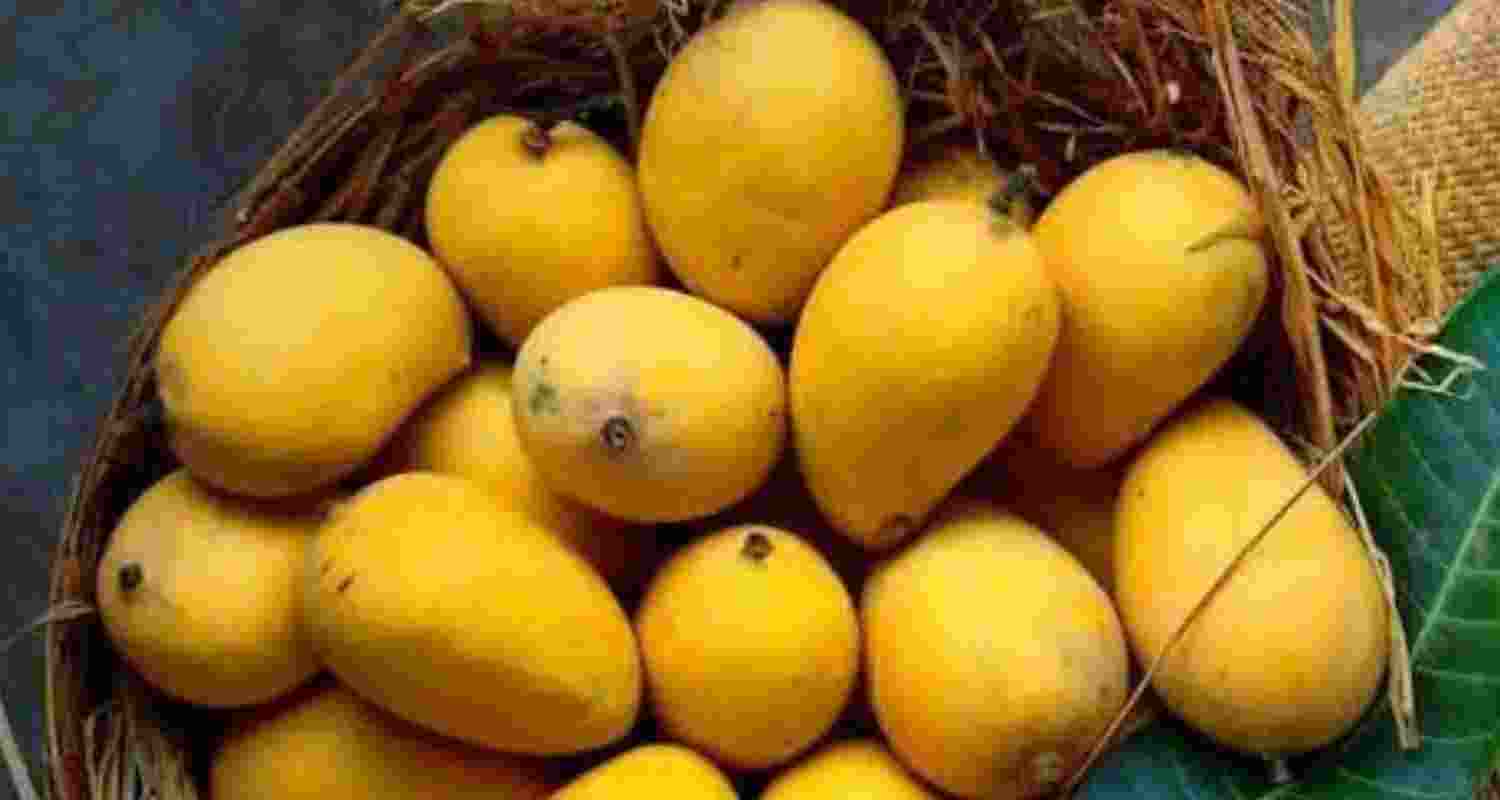 Indian mangoes add flavour to Singapore cultural festival Indian mangoes add flavour to Singapore cultural festival