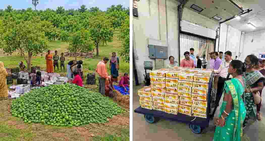 (L) Farmers sort and grade Amrapali mangoes at Beura Farmer Producer Company in Simdega district, Jharkhand. (R) The first commercial consignment of fresh mangoes from Jharkhand is prepared for export to the United Kingdom. (L) Farmers sort and grade Amrapali mangoes at Beura Farmer Producer Company in Simdega district, Jharkhand. (R) The first commercial consignment of fresh mangoes from Jharkhand is prepared for export to the United Kingdom.