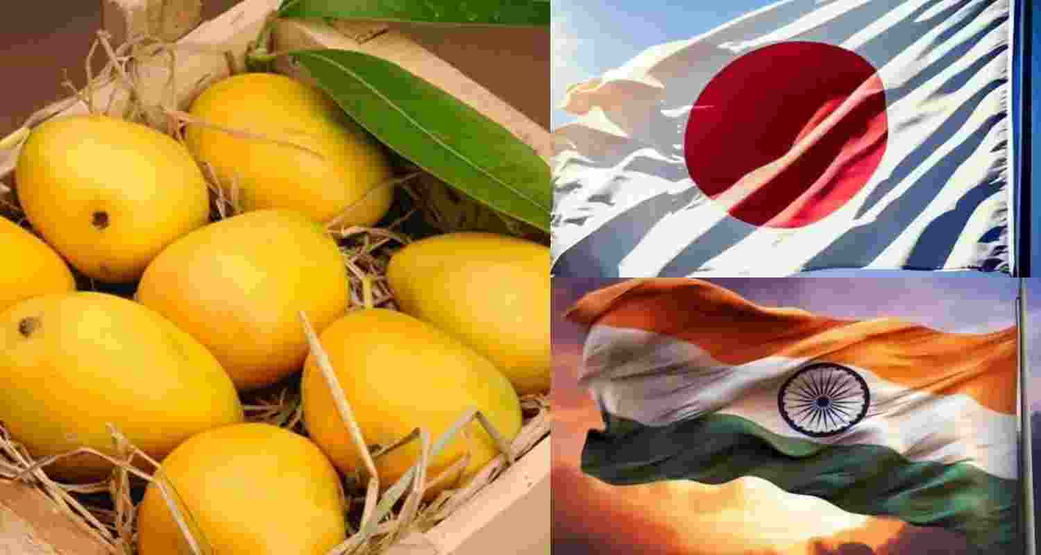 Japan bans Indian mangoes, cites gaps in fumigation process Japan bans Indian mangoes, cites gaps in fumigation process