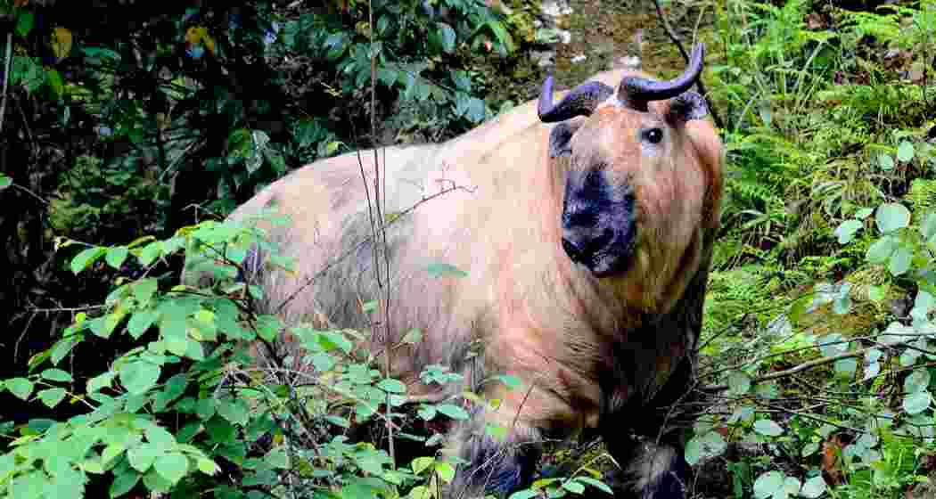An elusive Mishmi Takin. (File photo) An elusive Mishmi Takin. (File photo)