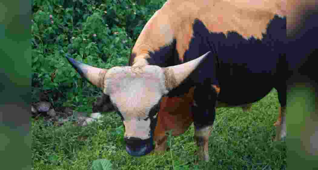 Mithun is the state animal of Arunachal Pradesh and Nagaland and found also in the hills of Mizoram and Manipur. Mithun is the state animal of Arunachal Pradesh and Nagaland and found also in the hills of Mizoram and Manipur.