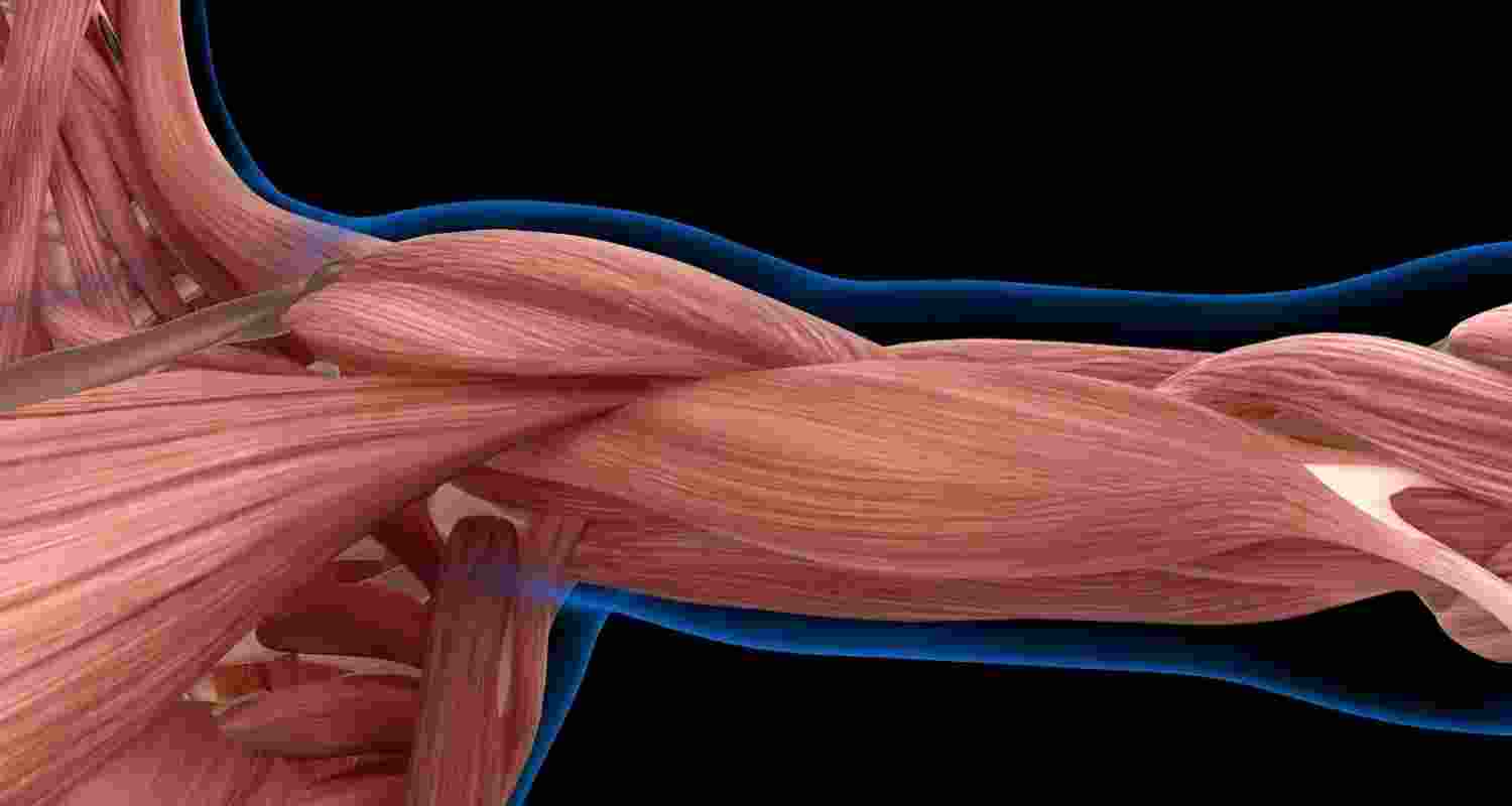 Motors that move like muscles: The next robotic leap Motors that move like muscles: The next robotic leap