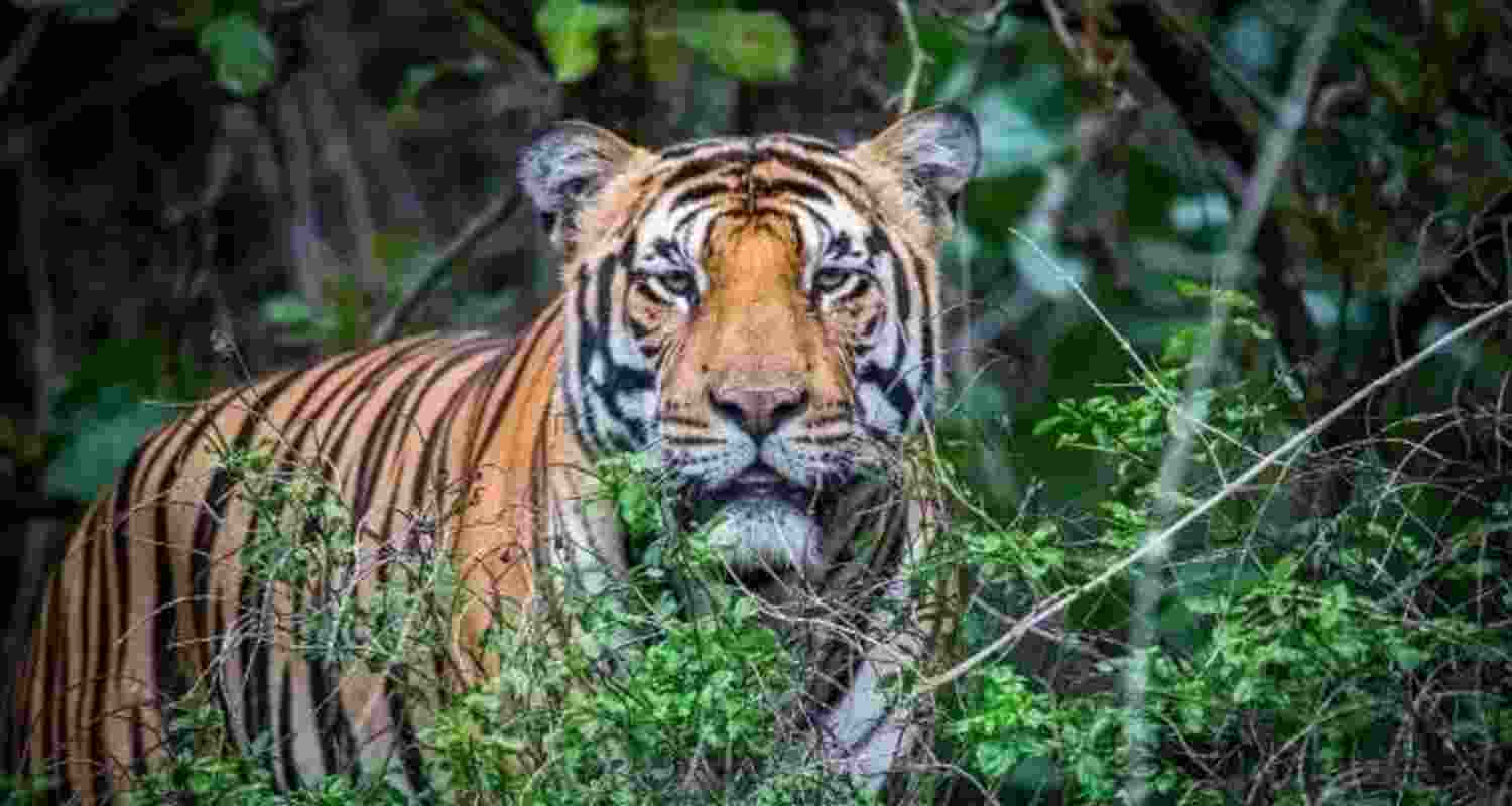 MP dam project threatens critical tiger corridor: NTCA MP dam project threatens critical tiger corridor: NTCA