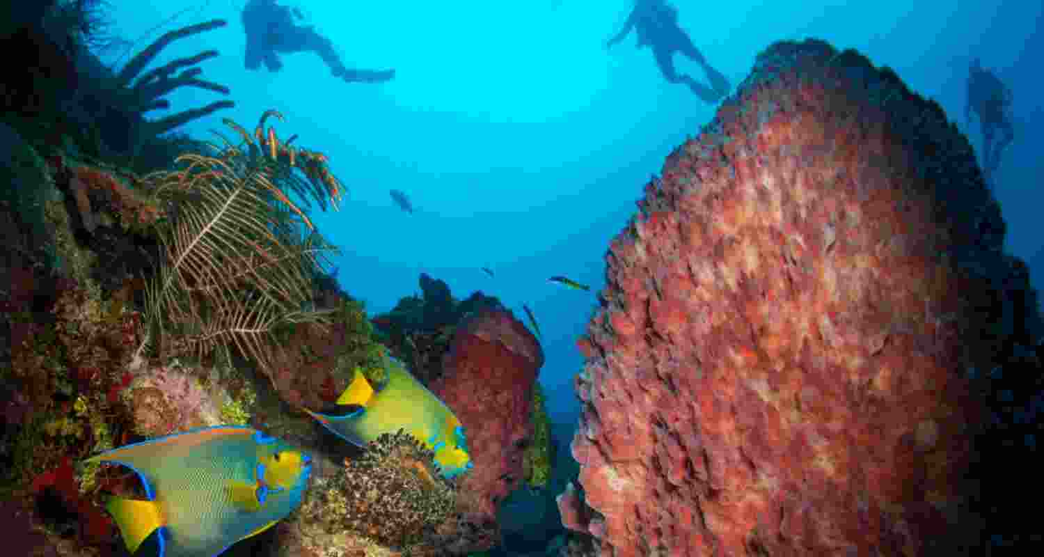 Oceans vital to food, health, says new OneEarth study Oceans vital to food, health, says new OneEarth study