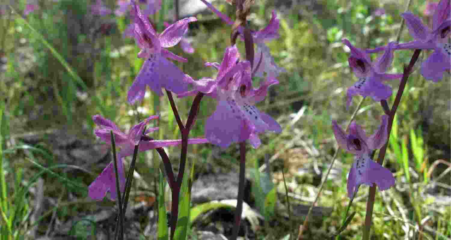 Hidden cost of Mediterranean’s love for edible orchids Hidden cost of Mediterranean’s love for edible orchids