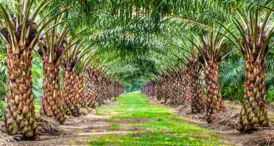 Image for representative use only. Image for representative use only.