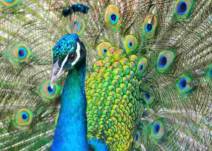 "It is surprising that the peacock, which is usually found at an elevation of 1,600 feet, has been sighted at an altitude of 6,500 feet. It is due to ecological changes that have started affecting wildlife migration," Dhyan Singh Karayat, a forest official in Bageshwar forest division, said "It is surprising that the peacock, which is usually found at an elevation of 1,600 feet, has been sighted at an altitude of 6,500 feet. It is due to ecological changes that have started affecting wildlife migration," Dhyan Singh Karayat, a forest official in Bageshwar forest division, said