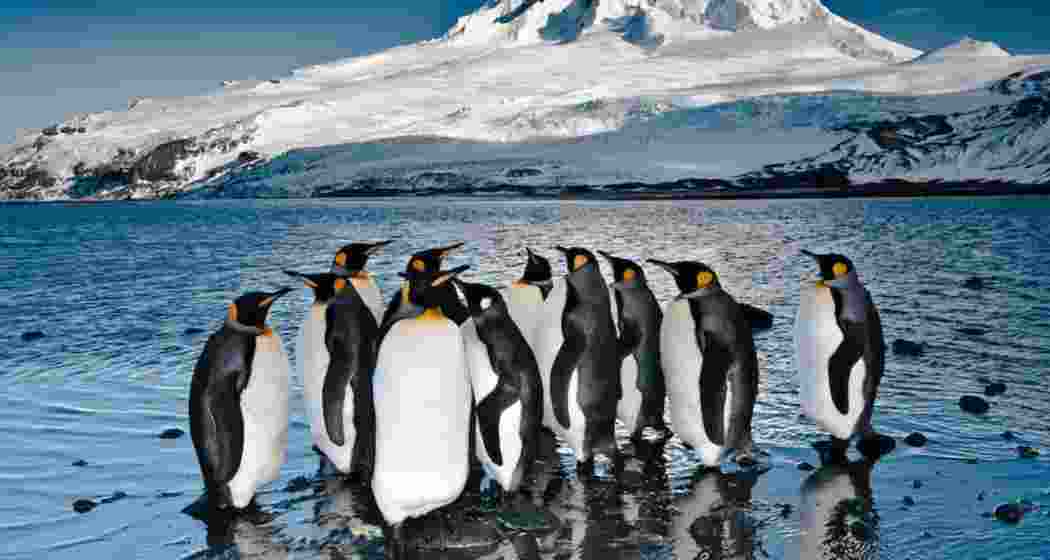 Heard Island, a remote Australian territory, is home to diverse wildlife, including thriving colonies of penguins, seals, and seabirds amid its rugged volcanic landscape. Heard Island, a remote Australian territory, is home to diverse wildlife, including thriving colonies of penguins, seals, and seabirds amid its rugged volcanic landscape.