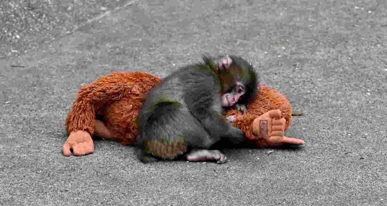 Punch the baby monkey: An experiment on attachment Punch the baby monkey: An experiment on attachment