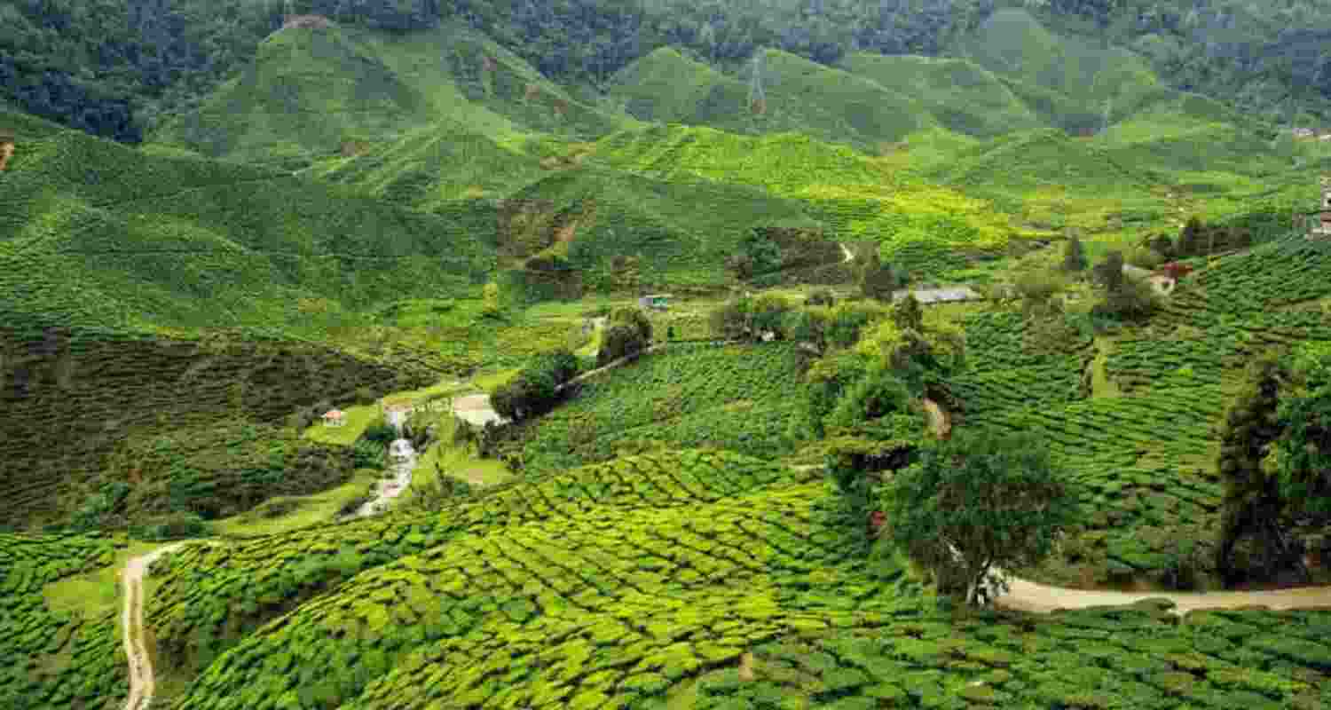 Representational image Representational image