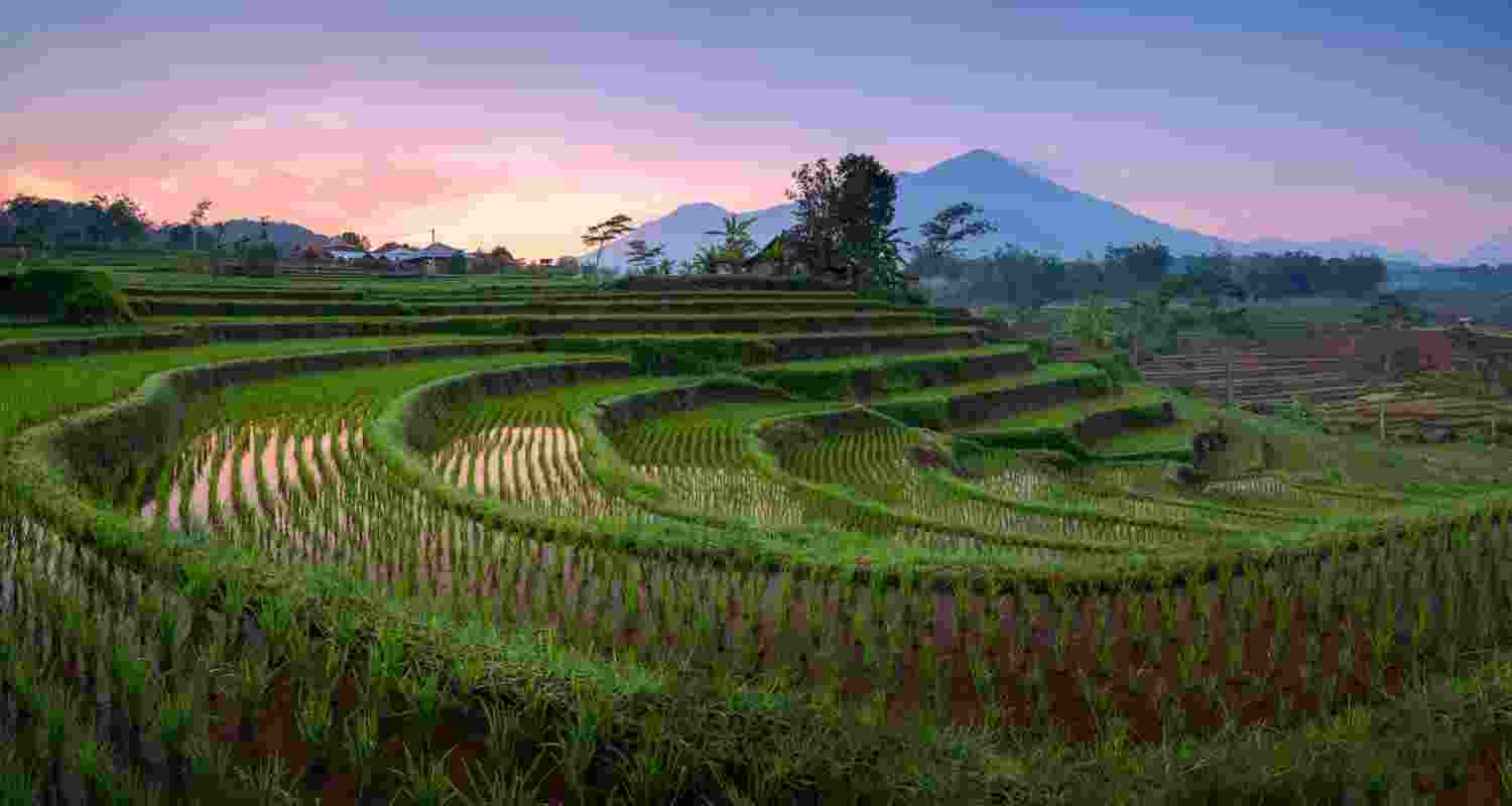 India becomes world's largest rice producer India becomes world's largest rice producer