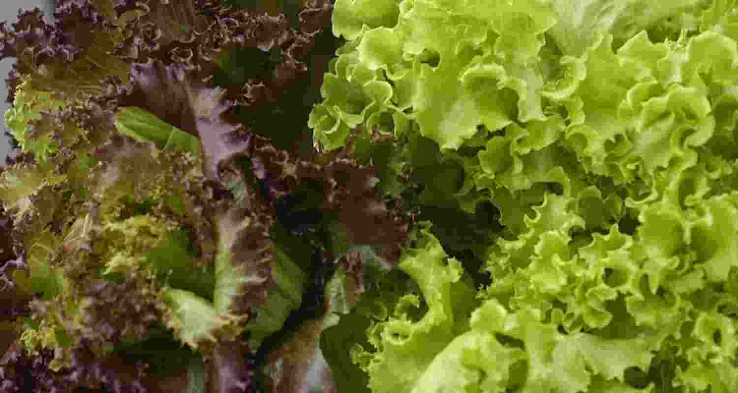 Cyclospora scare: Should you re-wash your prewashed bagged salad? Cyclospora scare: Should you re-wash your prewashed bagged salad?