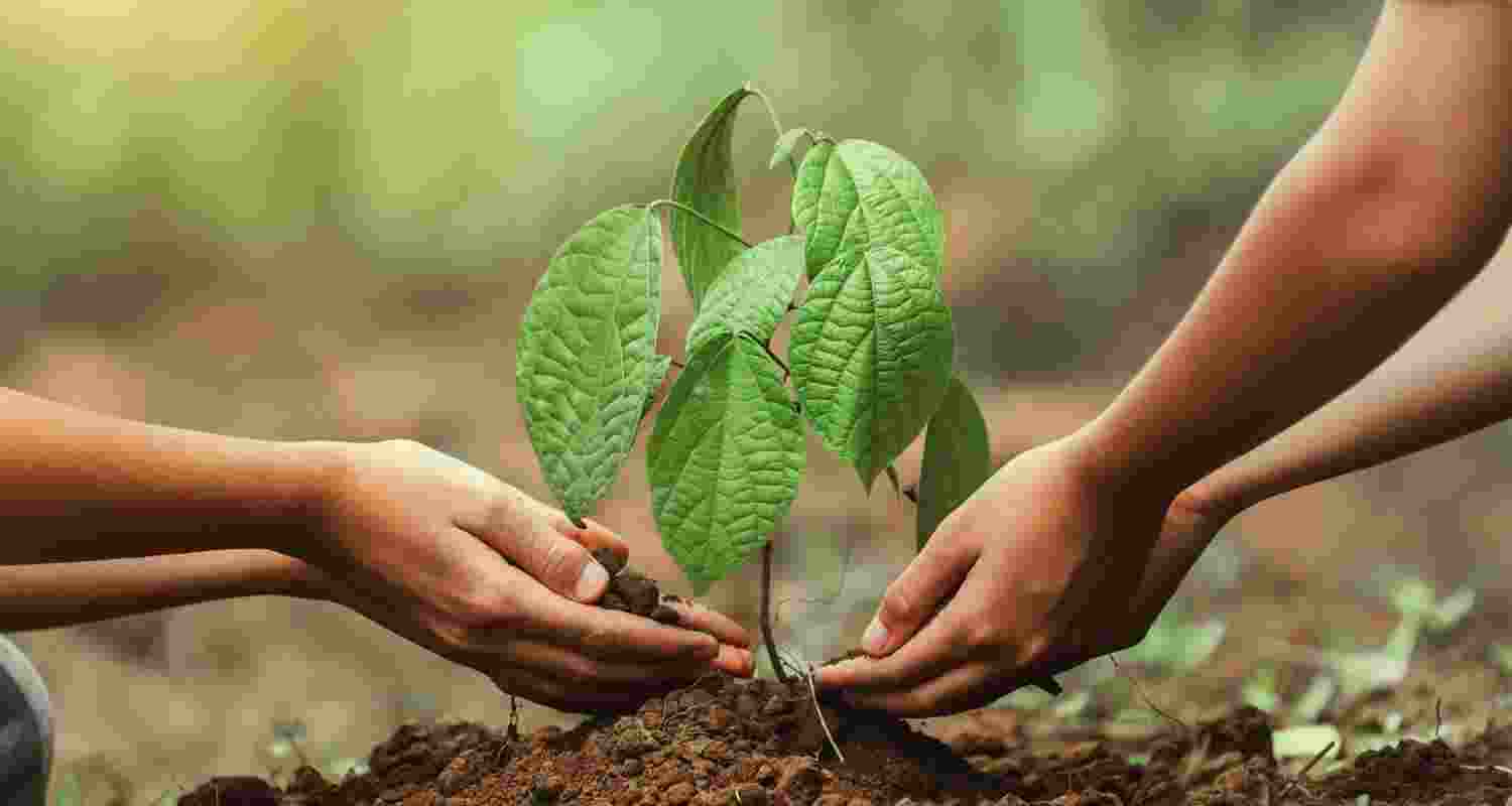 MHA offices and CAPFs planted over 5 lakh saplings nationwide and aim to plant 7 crore trees this year under a major green initiative. MHA offices and CAPFs planted over 5 lakh saplings nationwide and aim to plant 7 crore trees this year under a major green initiative.