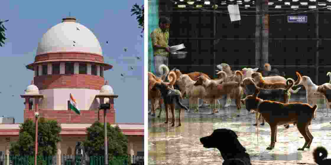 The Supreme Court has ordered their removal from all NCR localities. The Supreme Court has ordered their removal from all NCR localities.