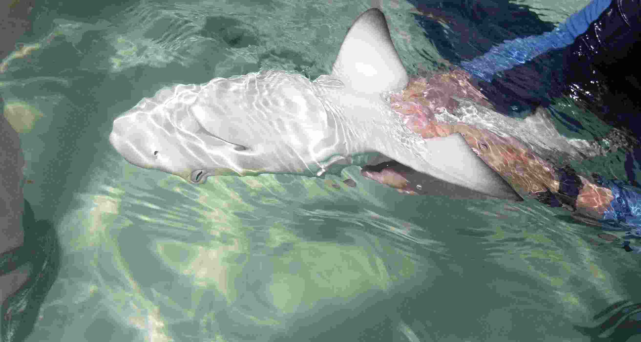 Sharks freeze when upside down, and there’s no good reason why Sharks freeze when upside down, and there’s no good reason why