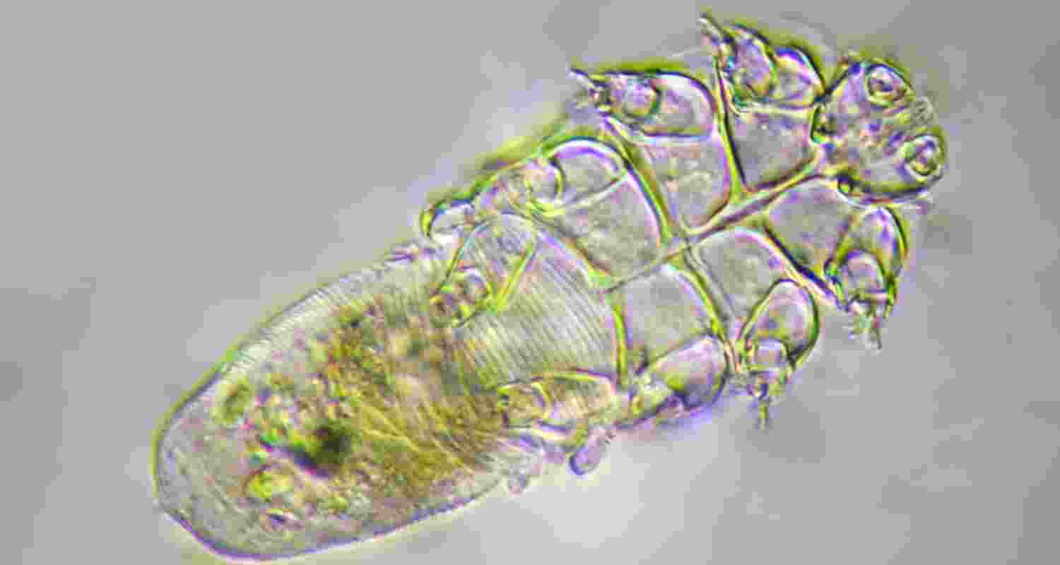 Skin mites: Harmless or harmful? Skin mites: Harmless or harmful?