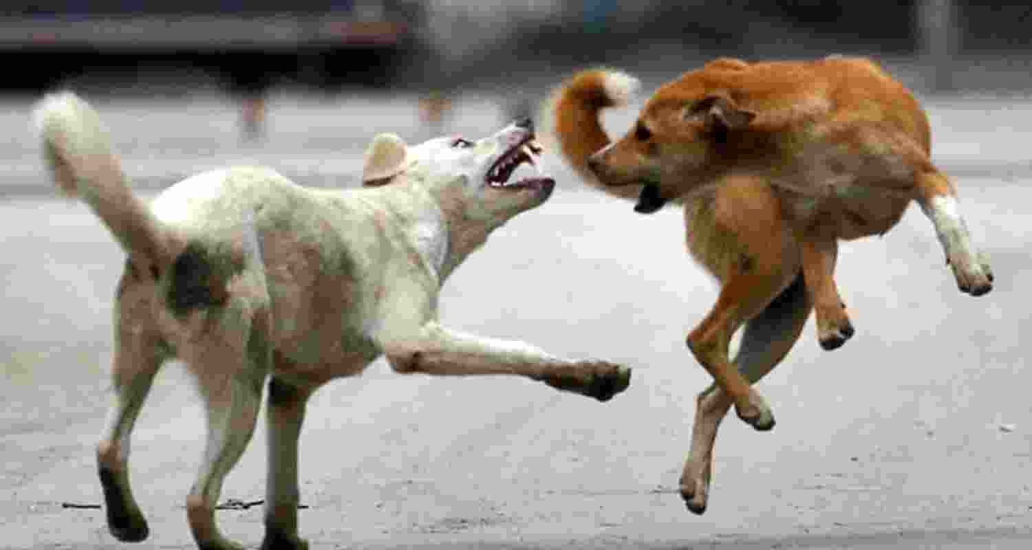 Stray dog menace: Stop virtue signalling and take real action Stray dog menace: Stop virtue signalling and take real action