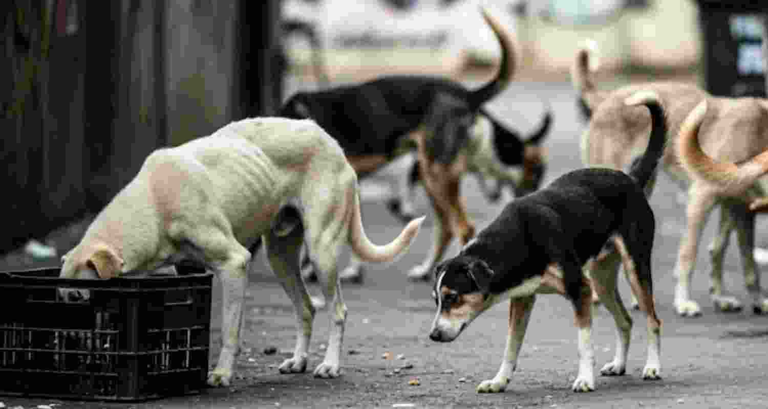 Stray dogs maul 5-year-old to death in Dhanbad Stray dogs maul 5-year-old to death in Dhanbad