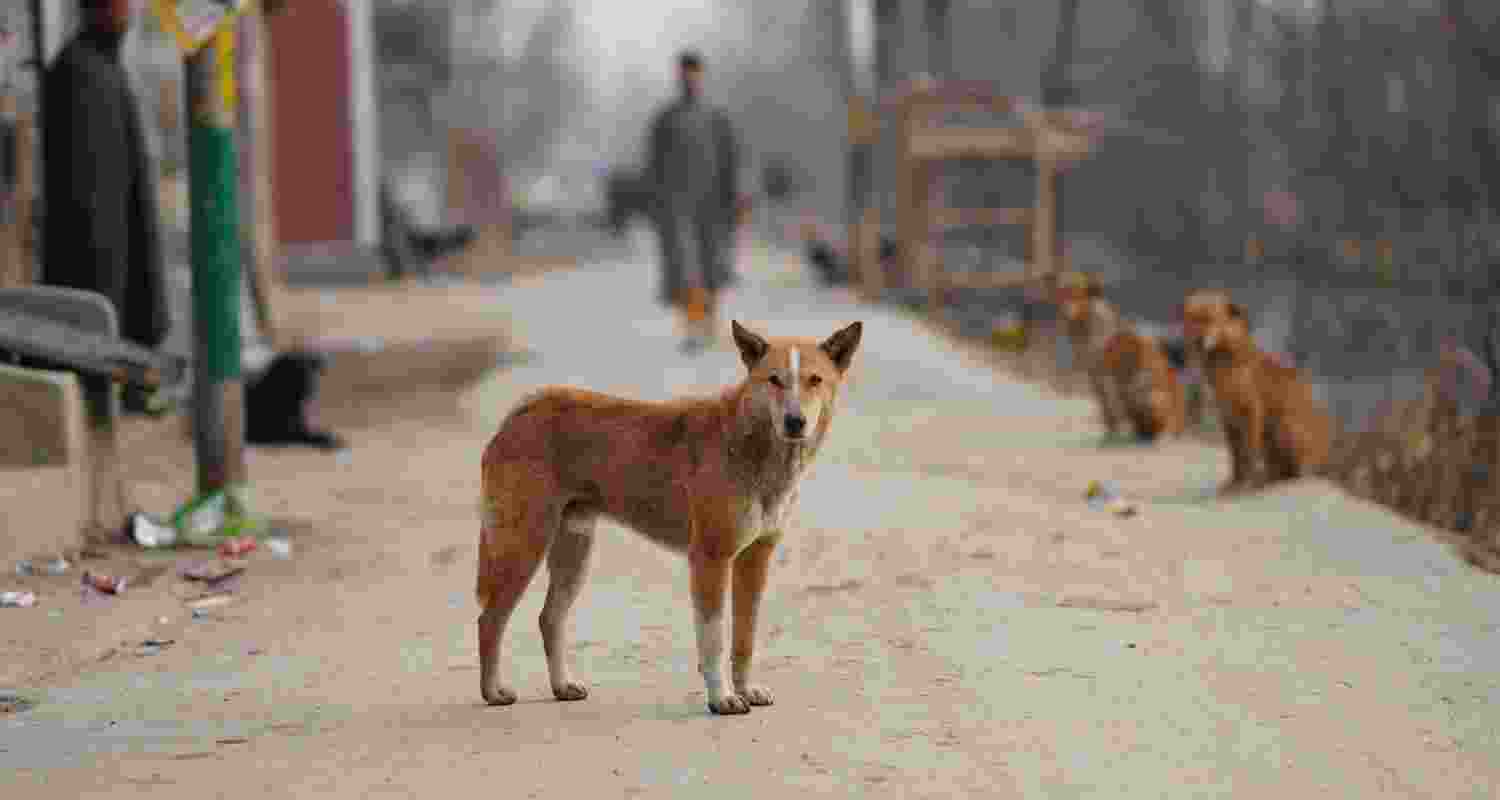 Only 2 pc human-dog interactions in India are aggressive: Study Only 2 pc human-dog interactions in India are aggressive: Study