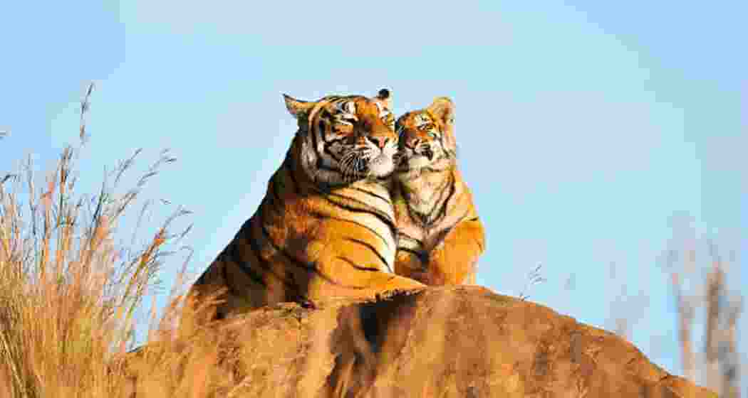 A Royal Bengal tigress nuzzles her playful cub at Madhya Pradesh’s Bandhavgarh National Park. A Royal Bengal tigress nuzzles her playful cub at Madhya Pradesh’s Bandhavgarh National Park.