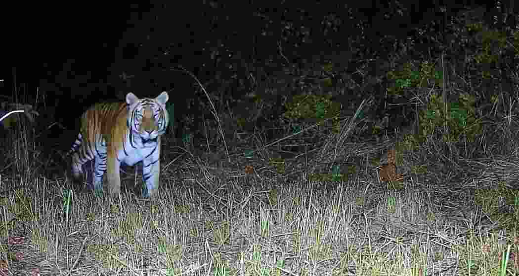 Camera trap image captures a Royal Bengal Tiger in D Ering Memorial Wildlife Sanctuary, marking the species’ return to the Arunachal Pradesh protected area after nearly two decades. Camera trap image captures a Royal Bengal Tiger in D Ering Memorial Wildlife Sanctuary, marking the species’ return to the Arunachal Pradesh protected area after nearly two decades.