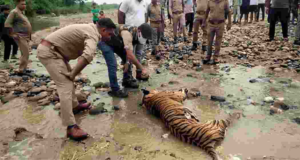 Forest officials inspect the mutilated carcass of a Royal Bengal Tiger recovered from a sandbar along the Gabharu River in Assam's Sonitpur district on Thursday. Forest officials inspect the mutilated carcass of a Royal Bengal Tiger recovered from a sandbar along the Gabharu River in Assam's Sonitpur district on Thursday.