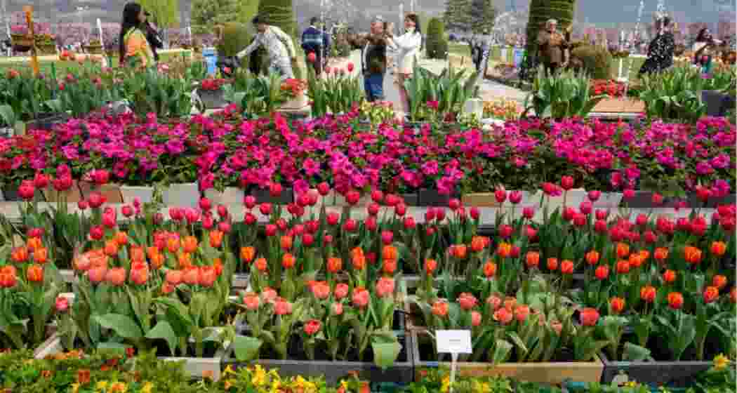 Asia's largest tulip garden in Srinagar opens to visitors Asia's largest tulip garden in Srinagar opens to visitors