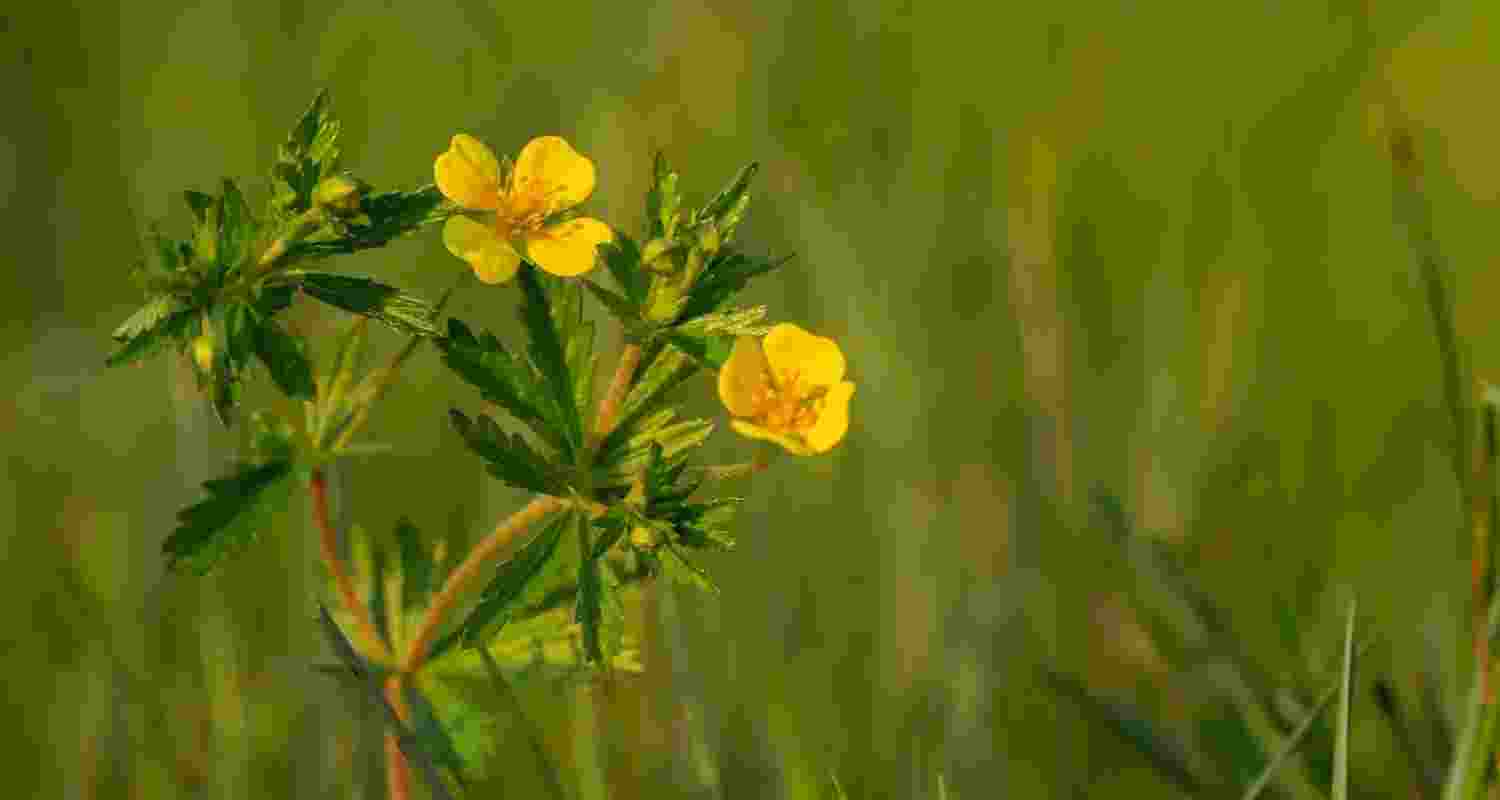 Ancient wildflower remedy could be key to defeating superbugs Ancient wildflower remedy could be key to defeating superbugs