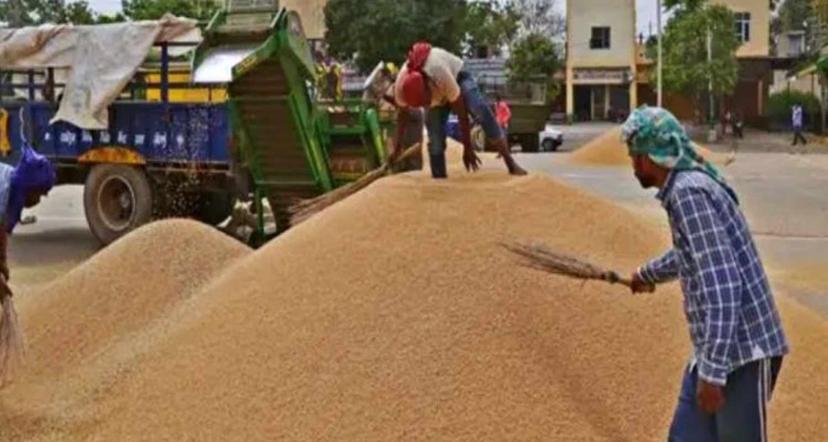 Punjab paddy procurement crosses 85 lakh tonnes